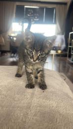 2 lieve kittens zwart mannetje en vrouwtje ( 13 weken), Dieren en Toebehoren, Katten en Kittens | Overige Katten, Meerdere dieren