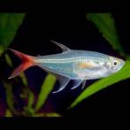 4 roodstaart zalmpjes tekoop, Dieren en Toebehoren, Vissen | Aquariumvissen, Vis, Zoetwatervis, Schoolvis