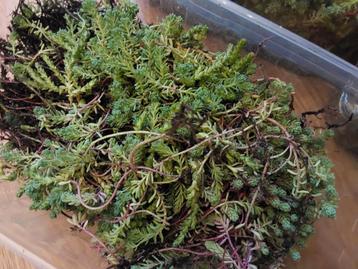 Sedum stekjes beschikbaar voor biedingen