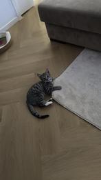 Kitten, Dieren en Toebehoren, Katten en Kittens | Raskatten | Korthaar, Geslacht onbekend, Met stamboom, 0 tot 2 jaar