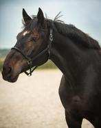 Lieve Eye-catcher van Feel Good x Ampère, Dieren en Toebehoren, Paarden, Springpaard, 175 cm of meer, Met stamboom, Ruin