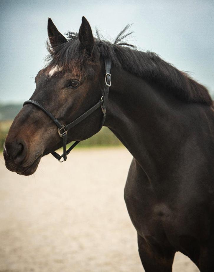 Lieve Eye-catcher van Feel Good x Ampère, Dieren en Toebehoren, Paarden, Ruin, L, 175 cm of meer, 11 jaar of ouder, Springpaard