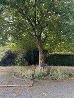 Gratis brandhout: Grote boom om op te halen!, Ophalen, Volle zon, Overige soorten, 400 cm of meer