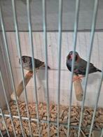Koppel blackface zwartborst zebravinken, Dieren en Toebehoren, Vogels | Overige Vogels, Meerdere dieren