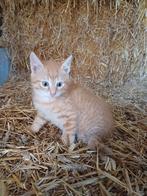 Lieve boerderijkittens, Dieren en Toebehoren, Katten en Kittens | Overige Katten, Meerdere dieren