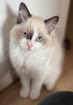 Bicolor Ragdoll kittens, Dieren en Toebehoren, Katten en Kittens | Raskatten | Langhaar, Meerdere dieren, Ontwormd, 0 tot 2 jaar