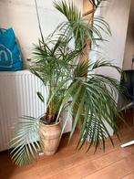 Grote kamerpalm met pot, Ophalen, Palm, Halfschaduw, In pot