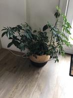 Mooie groene plant, Ophalen of Verzenden, Halfschaduw, Minder dan 100 cm