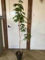 Albizia lophanta slaapboom, Herfst, Halfschaduw, Overige soorten, Minder dan 100 cm