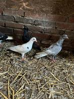 Kruizing Vinkduiven mooie kleuren, Dieren en Toebehoren, Meerdere dieren