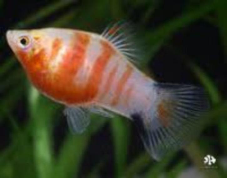 Platy coral Zebra - Koidream Valburg, Dieren en Toebehoren, Vissen | Aquariumvissen, Zoetwatervis, Vis