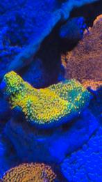 Montipora rood en groen stekken / Tepelanemonen, Dieren en Toebehoren, Vissen | Aquariumvissen, Vis