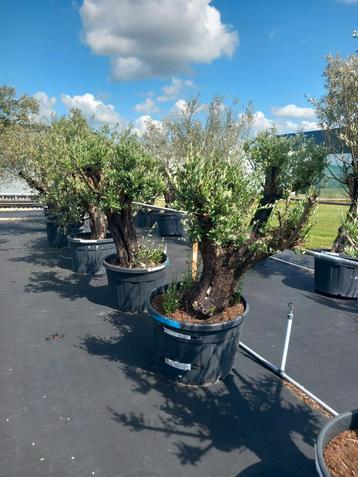 Olea europaea ofwel olijfboom o.a. "Old Skin"  beschikbaar voor biedingen