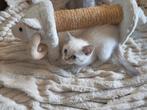 Britse korthaar kittens, Dieren en Toebehoren, Katten en Kittens | Raskatten | Korthaar, Meerdere dieren, Ontwormd, 0 tot 2 jaar