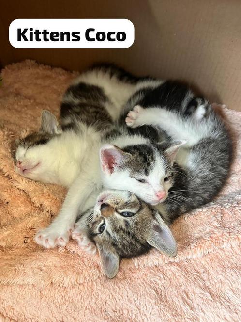 Kittens met een lief verhaal️, Dieren en Toebehoren, Katten en Kittens | Overige Katten, Meerdere dieren, 0 tot 2 jaar