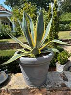 Grote gezonde geelgestreepte agave in betonlook bloempot, Ophalen