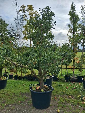 Conference Perenboom Laagstam in Pot karakteristieke fruitbo beschikbaar voor biedingen