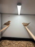 mooi koppel grote zebravinken, Dieren en Toebehoren, Vogels | Overige Vogels, Meerdere dieren, Geringd