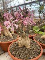 Caudex plant Pachypodium Succulentum( Zuid Afrika) 20 cm pot, Overige soorten, Ophalen of Verzenden, In pot, Minder dan 100 cm