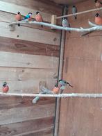 Noorse Goudvinken Wildkleur, Dieren en Toebehoren, Vogels | Overige Vogels, Meerdere dieren, Wildzangvogel, Geringd