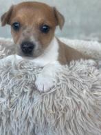 Jack russells puppy’s, België, Particulier, Jack Russell Terriër, CDV (hondenziekte)