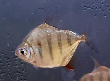 Metynnis fasciatus beschikbaar voor biedingen