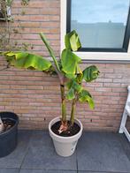 Bananenplant in pot - Tropische sfeer!, Tuin en Terras, Planten | Tuinplanten, Volle zon, Vaste plant, Ophalen of Verzenden, Bloeit niet