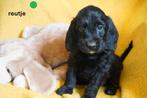 Sportieve kruising bocker x labradoodle pups., Nederland, Overige rassen, 8 tot 15 weken, CDV (hondenziekte)