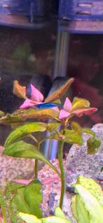 Verschillende kleuren Garnaaltjes, eigen kweek., Kreeft, Krab of Garnaal