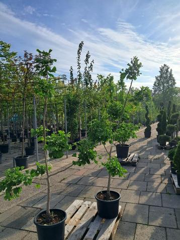 Ginkgo biloba tuinbonsai vormsnoei 175 cm hoog beschikbaar voor biedingen