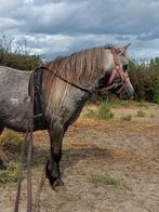 Shet ruintje 4 jaar, Dieren en Toebehoren, Pony's