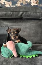 Prachtige Dwerg pincher puppys  beschikbaar, Dieren en Toebehoren, Parvo, Keeshond, 8 tot 15 weken, Meerdere dieren