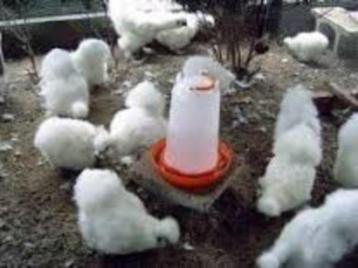 KNUFFELKIPPEN....... beschikbaar voor biedingen
