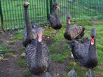 Zwarte zwanen, Dieren en Toebehoren, Pluimvee, Mannelijk, Gans of Zwaan