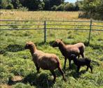 bruine drachtige ouessant ooien., Dieren en Toebehoren, Schapen, Geiten en Varkens, Vrouwelijk, Schaap