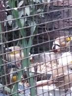 0-2 mayor putters geringd 25, Dieren en Toebehoren, Meerdere dieren, Wildzangvogel, Geringd