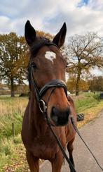 Lieve 8 jarige ruin, Dieren en Toebehoren, Paarden, Gechipt, B, Ruin, 170 tot 175 cm