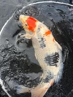 Koi Karpers te koop, Dieren en Toebehoren, Karper of Koi