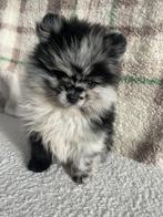 Pomeriaan Puppy Merle Reu, Particulier, Reu, 8 tot 15 weken, Buitenland