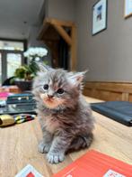 Prachtige Maine Coon kittens, Dieren en Toebehoren, Katten en Kittens | Raskatten | Langhaar, Meerdere dieren, Ontwormd, 0 tot 2 jaar