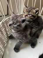 Te koop britsekorthaar kittens, Geslacht onbekend, Gechipt