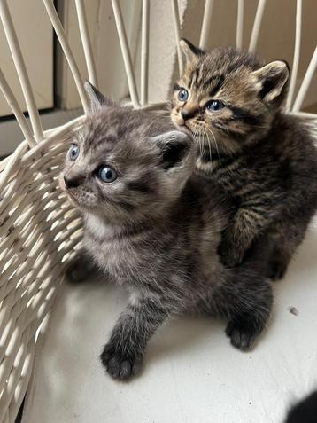 Te koop britsekorthaar kittens beschikbaar voor biedingen