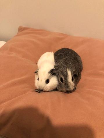 Cavia california Zeugjes van 4 weken beschikbaar voor biedingen