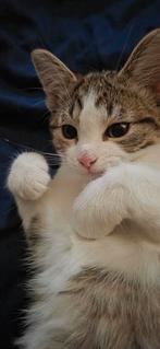 Kitten 10 weken oud, Dieren en Toebehoren, Poes