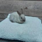Lief schattig licht grijs konijntje., Dieren en Toebehoren, Konijnen, Mannelijk, Dwerg, 0 tot 2 jaar