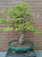 Bonsai Beuk, Tuin en Terras, Planten | Bomen, Minder dan 100 cm, Overige soorten, Ophalen of Verzenden