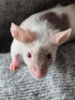 Muizen, Dieren en Toebehoren, Juli, Mannelijk, Muis