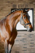 5 jarige dressuurmerrie (Incognito x Oscar, 1.68m), Dieren en Toebehoren, Merrie, Dressuurpaard, 3 tot 6 jaar