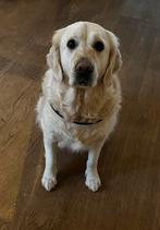 Hondenopvang gezocht 19 juli - 15 augustus, Diensten en Vakmensen, Dieren | Honden | Verzorging, Oppas en Les, Particuliere oppas