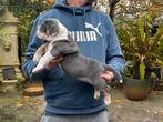 Bullforce Old English Bulldog pracht teefjes 2000€, Nederland, 8 tot 15 weken, Meerdere, Meerdere dieren